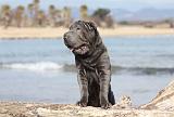 SHAR-PEI 783